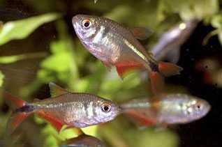 Тетрагоноптерус - Hemigrammus caudovittatus