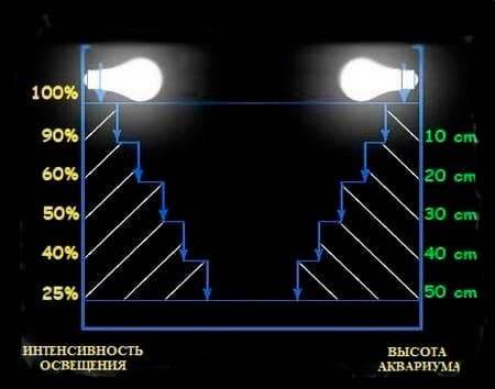 Настоящий светящийся аквариум GLOXY GLOW SET