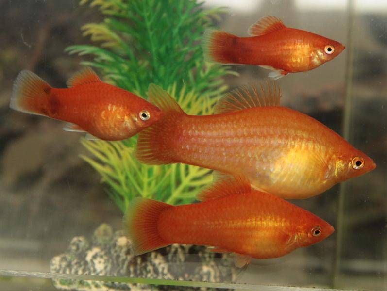 Пецилия или плятипецилия пятнистая (xiphophorus maculatus)