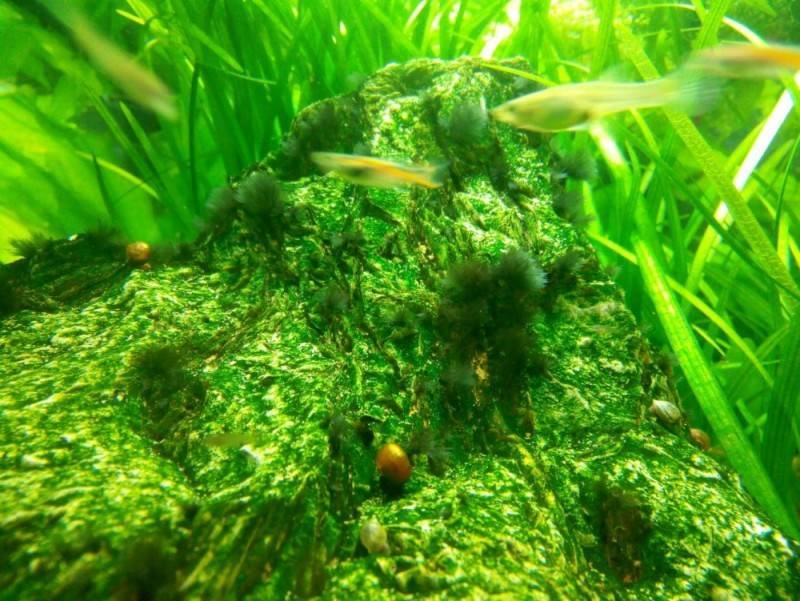 Коричневый налет в аквариуме – диатомовые водоросли!