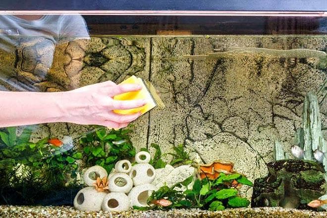 Коричневый налет в аквариуме – диатомовые водоросли!