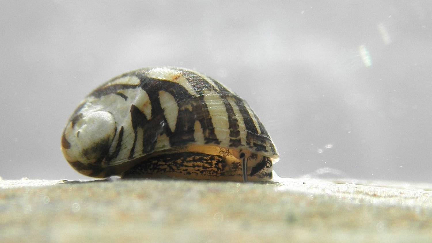Теодоксусы - панацея от водорослей в аквариуме!