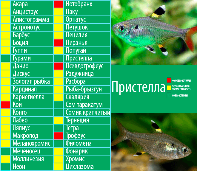 Валлиснерия тигровая леопардовая: содержание, фото-видео обзор