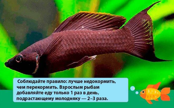 Зебровая акула родила трех детенышей, не имея никакого контакта с самцом.