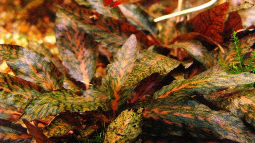 Криптокорина нури