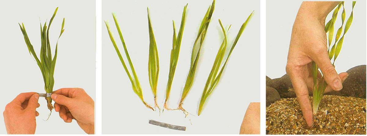 Наяс или наяда гваделупская