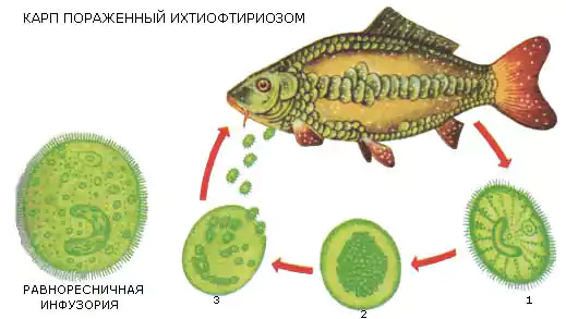 Сангвиниколез