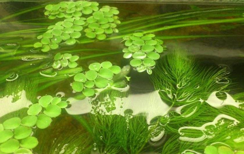 Шип дьявола