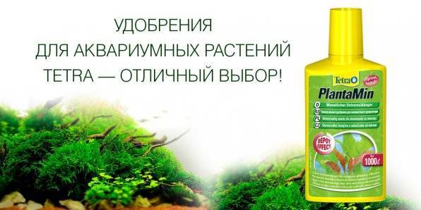 Гидрокотила трипартита