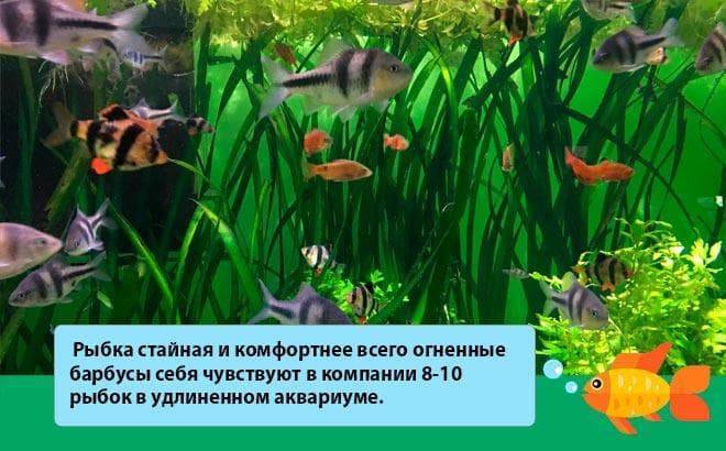 Барбус огненный