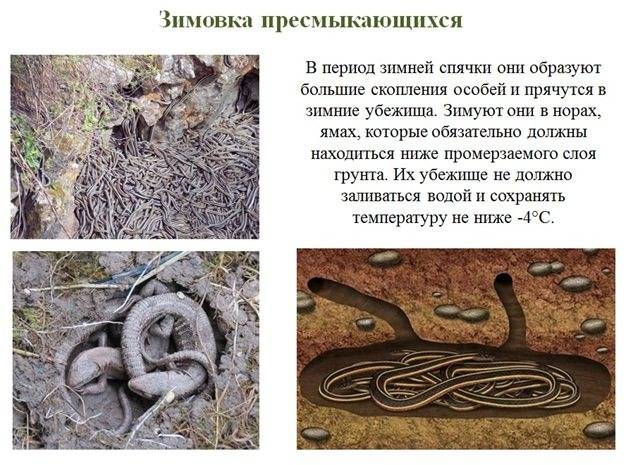 Эпиплатис Дагета или Шапера