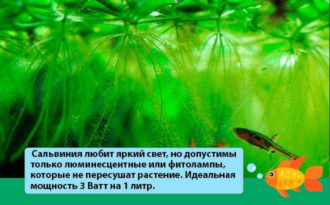 "Автономный" аквариум в индийском аэропорту Дели!