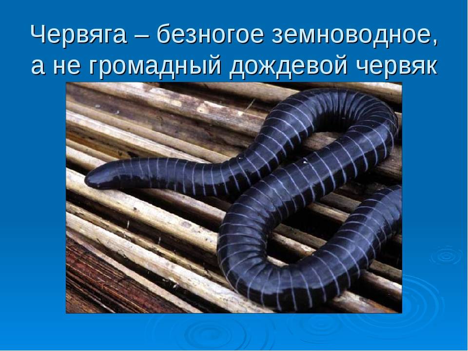 Яйцо членистоногих