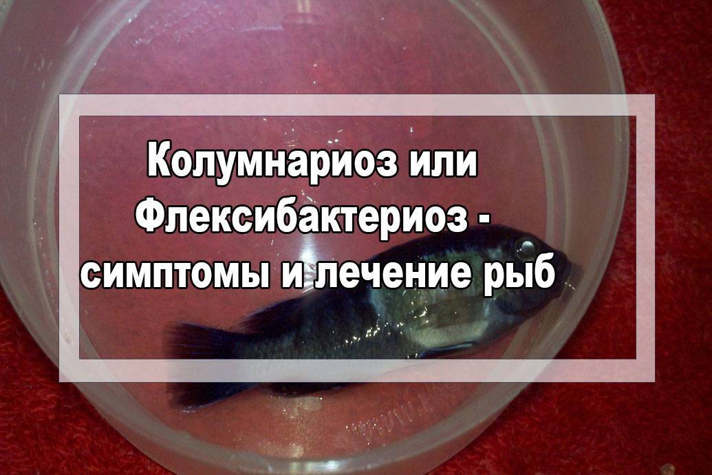 Колумнариоз - симптомы, описание, фото болезни аквариумных рыб