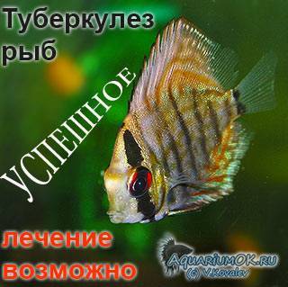Лечение аквариумных рыб