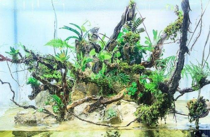 Палюдариумы – водные сады в домашнем интерьере.