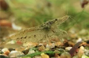 Коричневый налет в аквариуме – диатомовые водоросли!