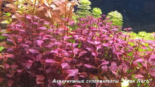 Хоттония палюстрис