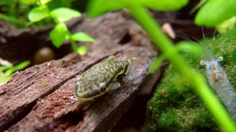 Отоцинклюс сомик