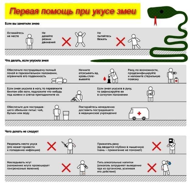 Эпиплатис Дагета или Шапера