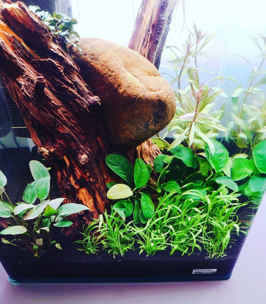 Lilaeopsis brasiliensis