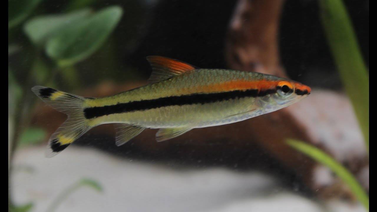 Барбус Денисони