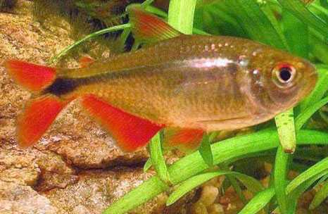 Тетрагоноптерус - Hemigrammus caudovittatus