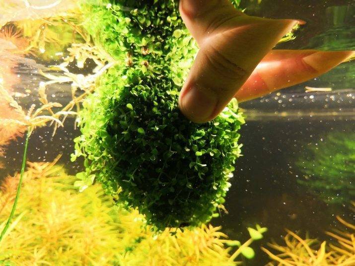 Какие бывают аквариумные растения: фото и название самых неприхотливых видов водорослей с описанием