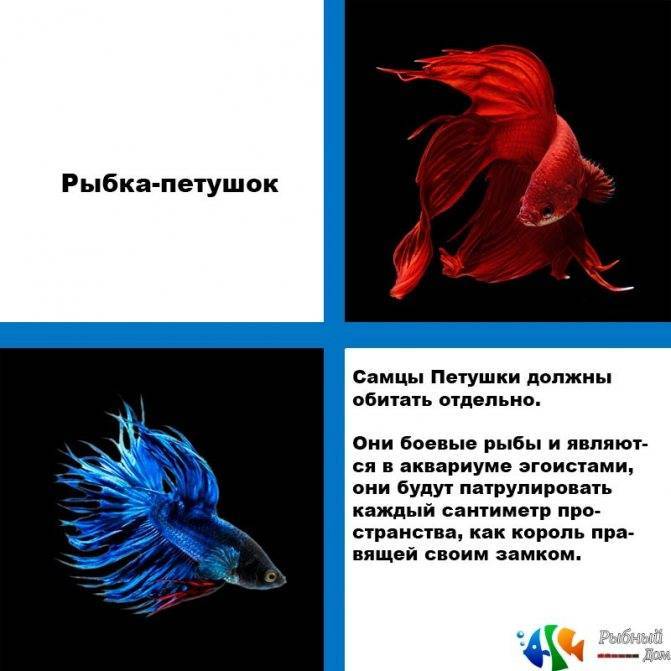 Отель с роботизированными рыбками!