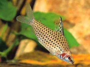 Тетрагоноптерус - Hemigrammus caudovittatus