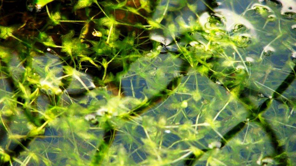 Ряска малая