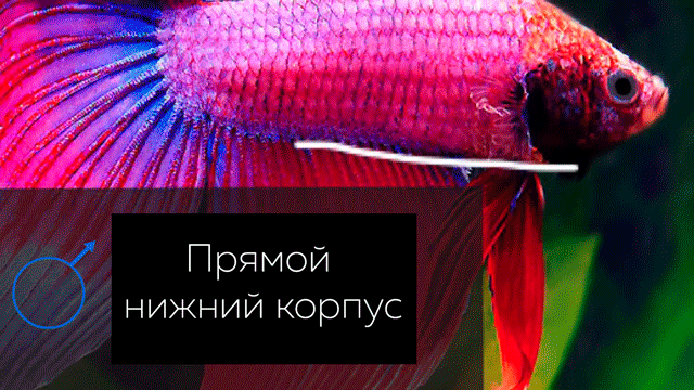 Красивые съемки нереста рыбок петушков!
