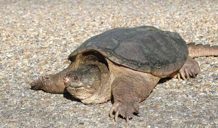 Каймановая черепаха