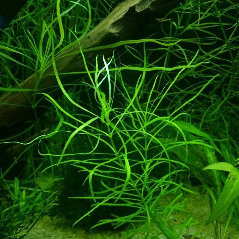 Погостемон стеллатус октопус (pogostemon stellatus sp. «octopus»): содержание, фото-видео обзор