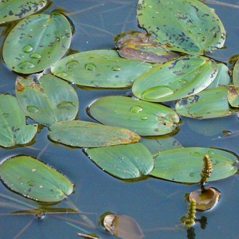 ᐉ солнечный окунь: содержание, фото-видео обзор - zoogradspb.ru