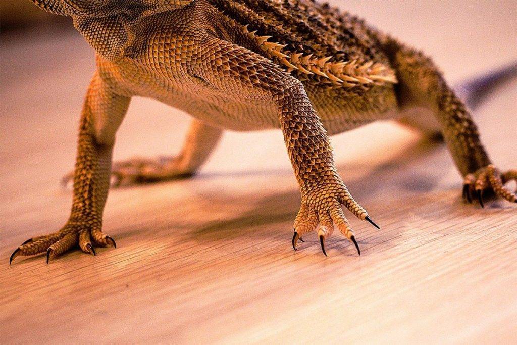 ᐉ апистограмма вуалевая: содержание, фото-видео обзор - zoogradspb.ru