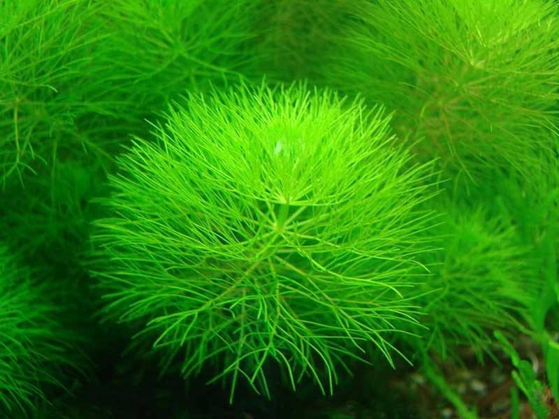 ᐉ лагаросифон курчавый: содержание, фото-видео обзор - zoogradspb.ru