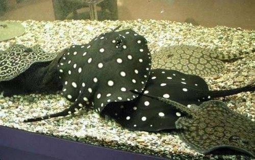 Скат моторо