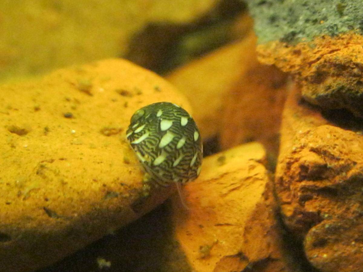 Теодоксусы - панацея от водорослей в аквариуме!