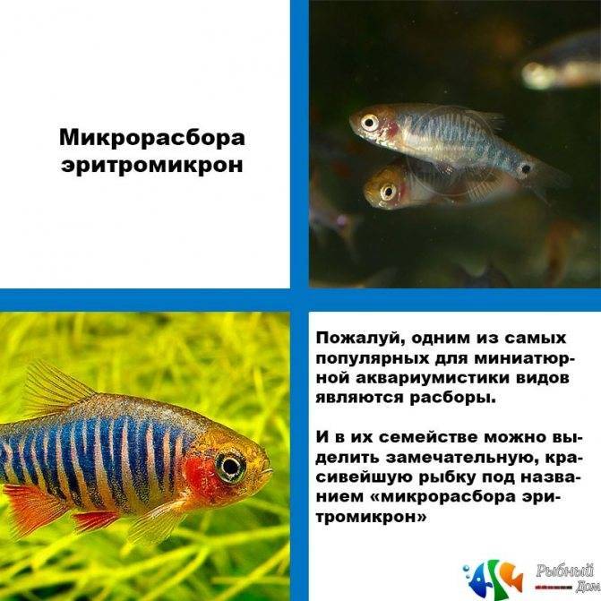 Отель с роботизированными рыбками!