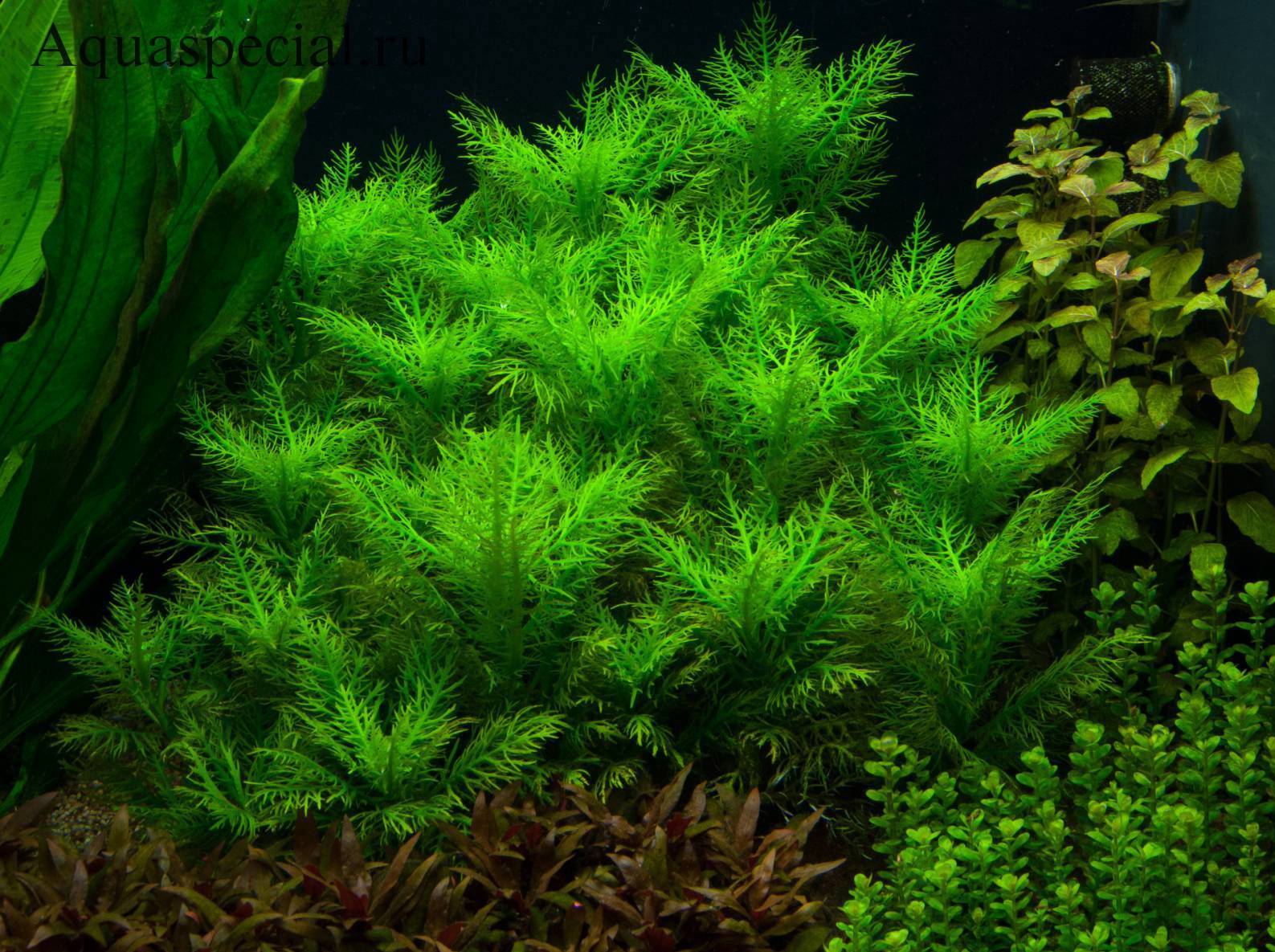 Гигрофила иволистная