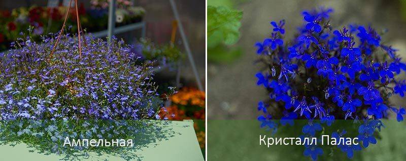 Гетерорабдус