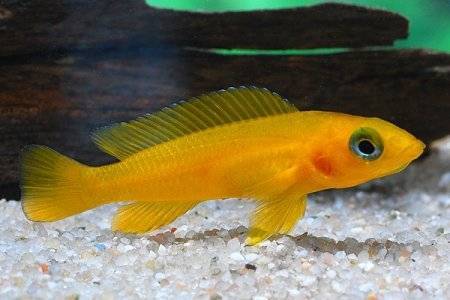 Лампрологус апельсиновый (Neolamprologus leleupi)