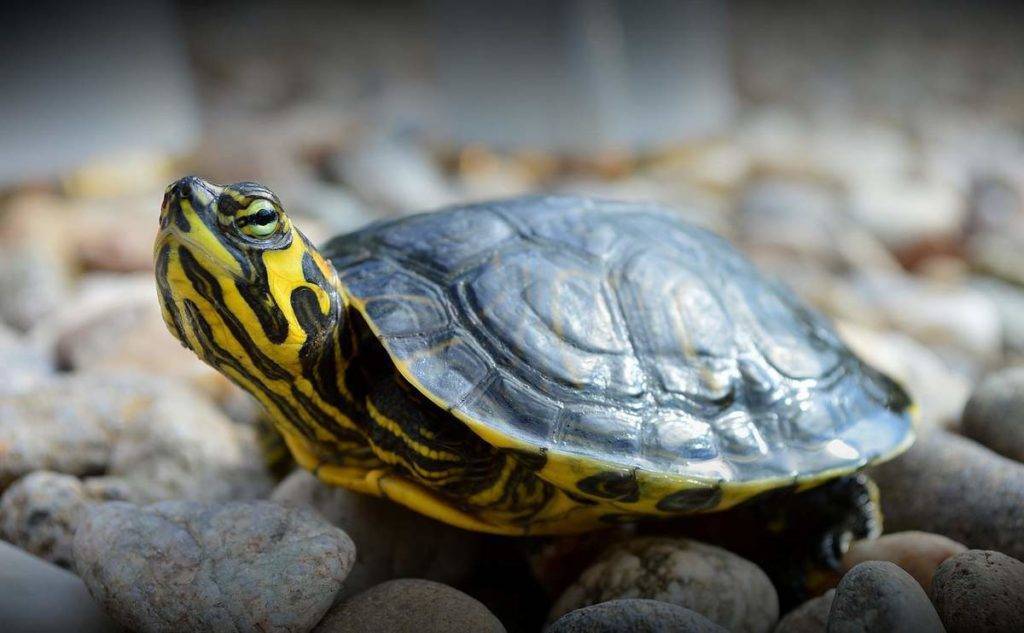 Аквариумная библиотека, книги, журналы - скачать!