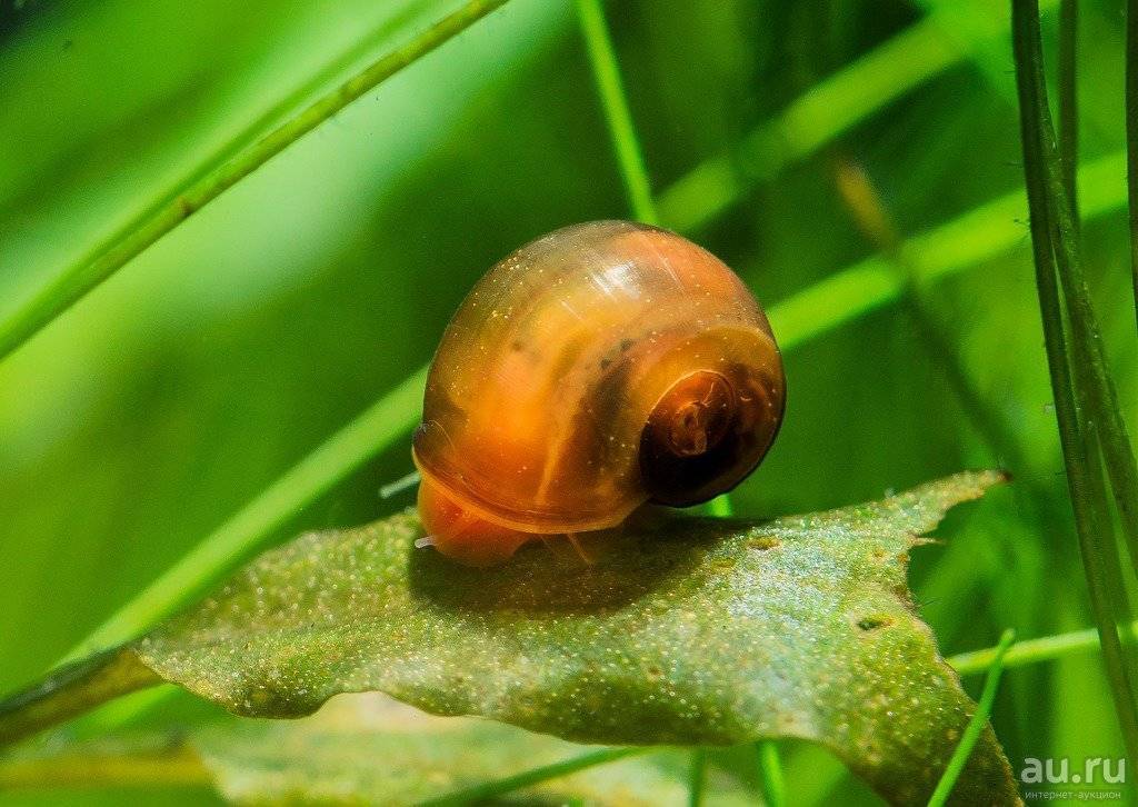 Содержание улиток в аквариуме. Ramshorn Snail улитка катушка. Улитка Голиаф аквариумная. Улитка прудовик. Аквариумные улитки ампулярии.