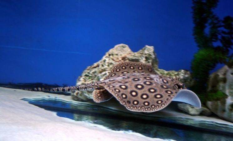 Скат моторо