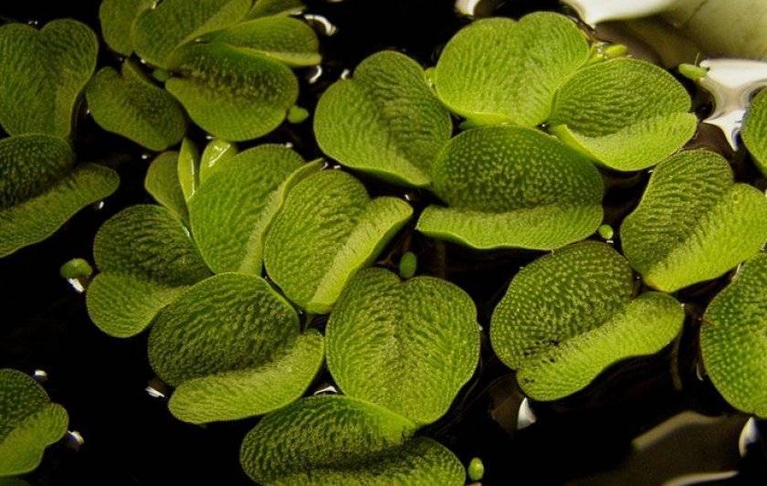 Шип дьявола