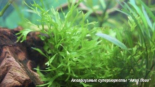 Папоротник индийский водный