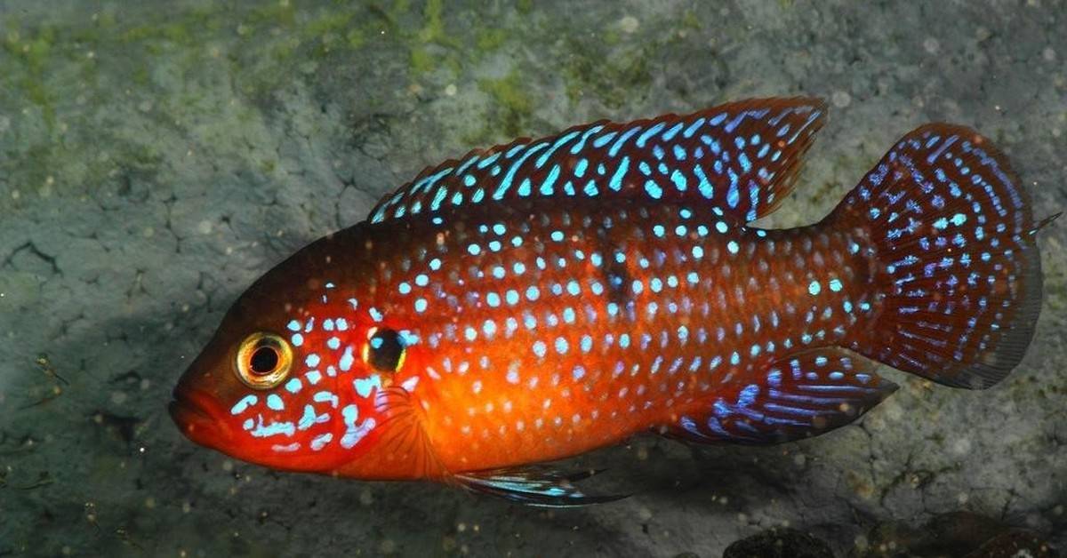 Коридорас панда (сом corydoras panda): содержание, уход, размножение аквариумной рыбки, разведение, фото, продолжительность жизни, совместимость