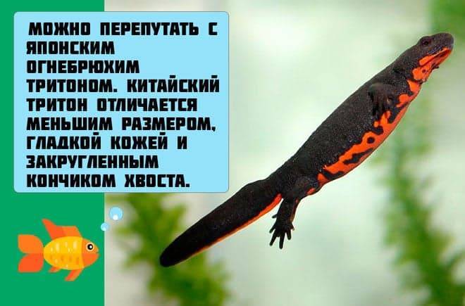 Тритоны в аквариуме